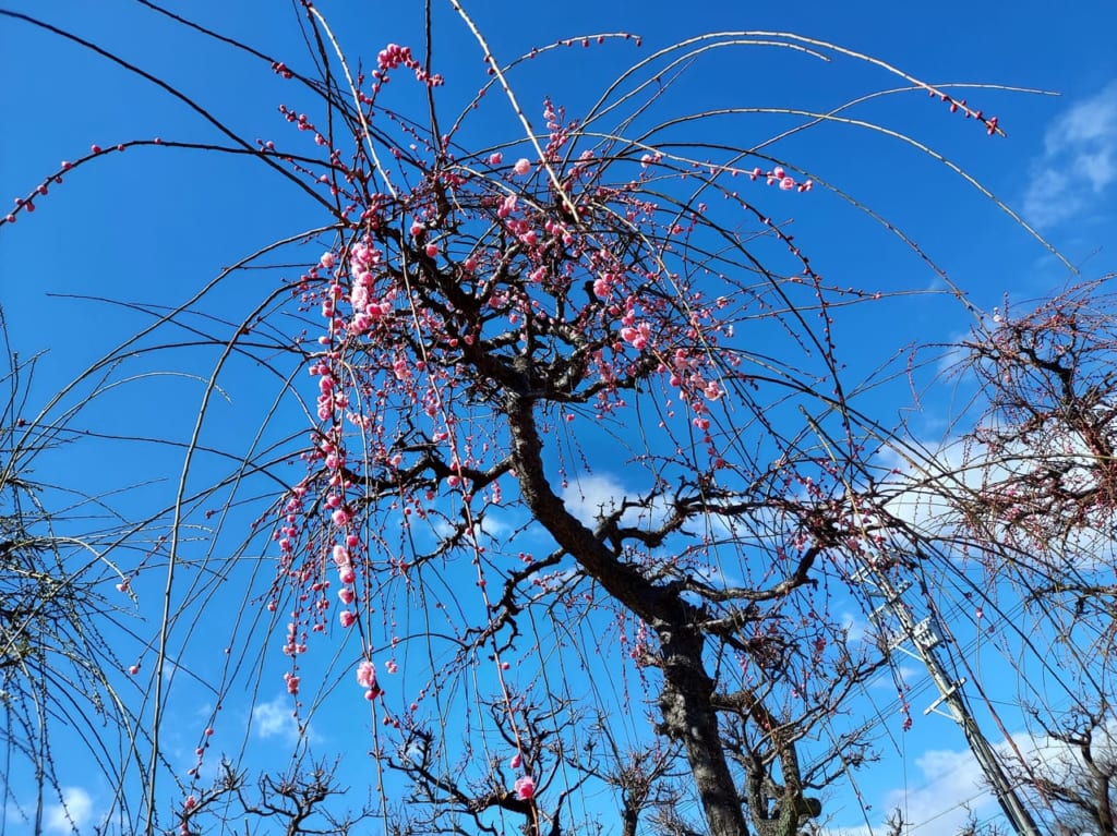 安八百梅園