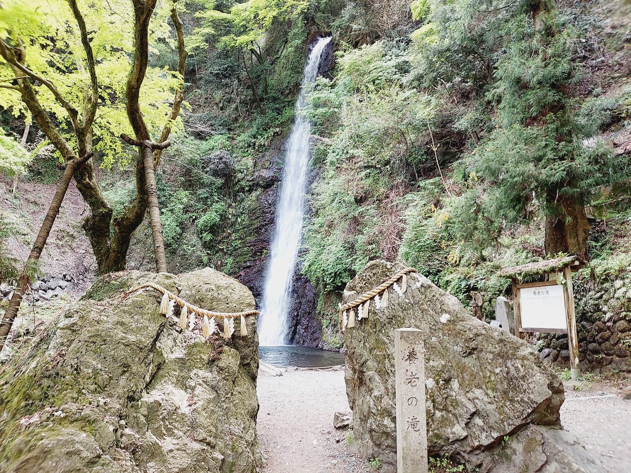 養老の滝