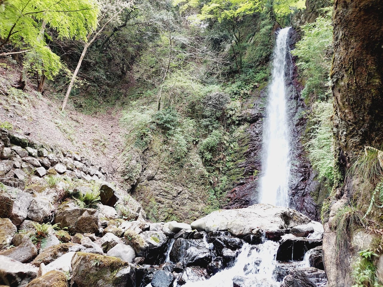 養老の滝