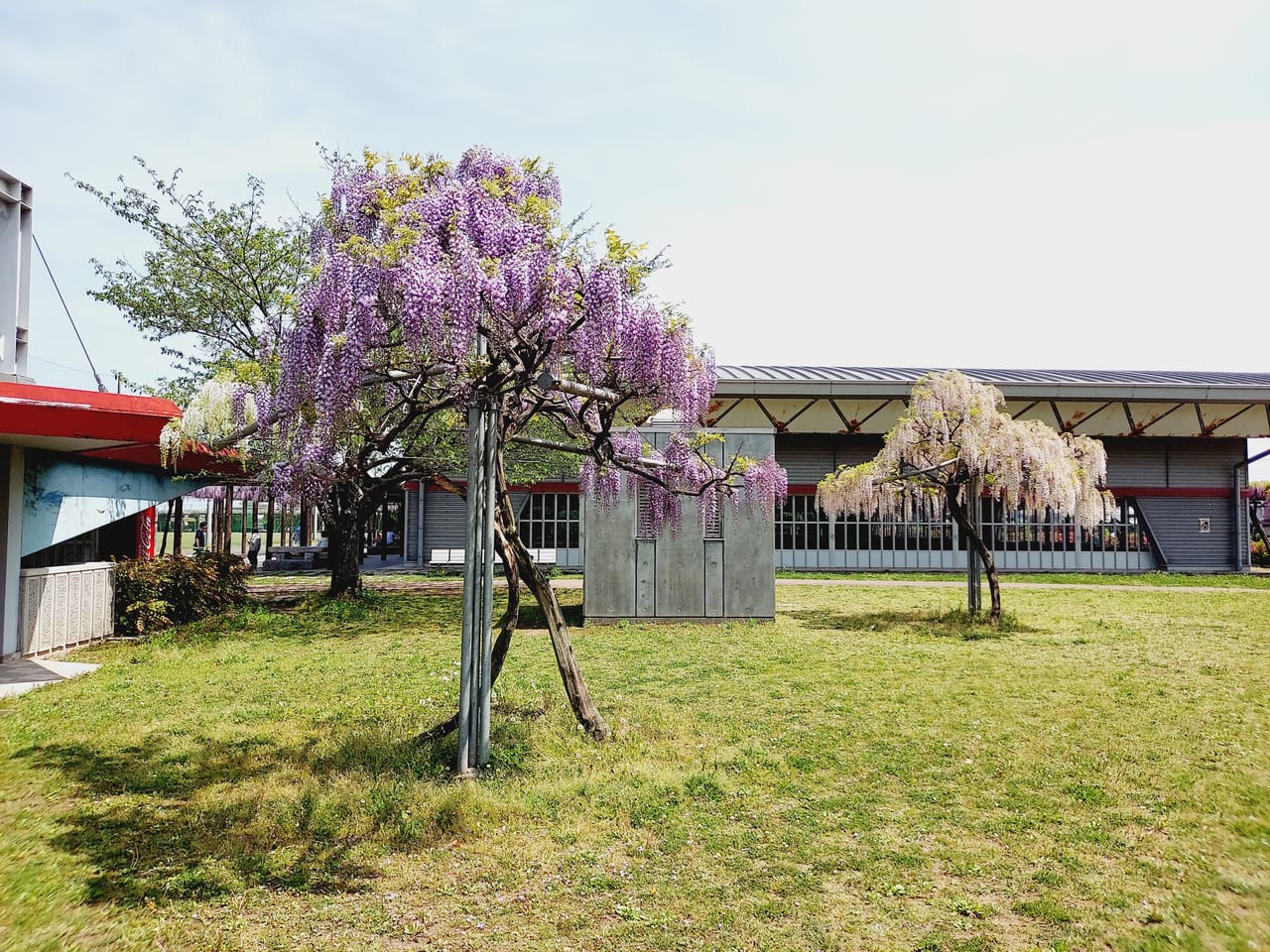 赤坂スポーツ公園藤