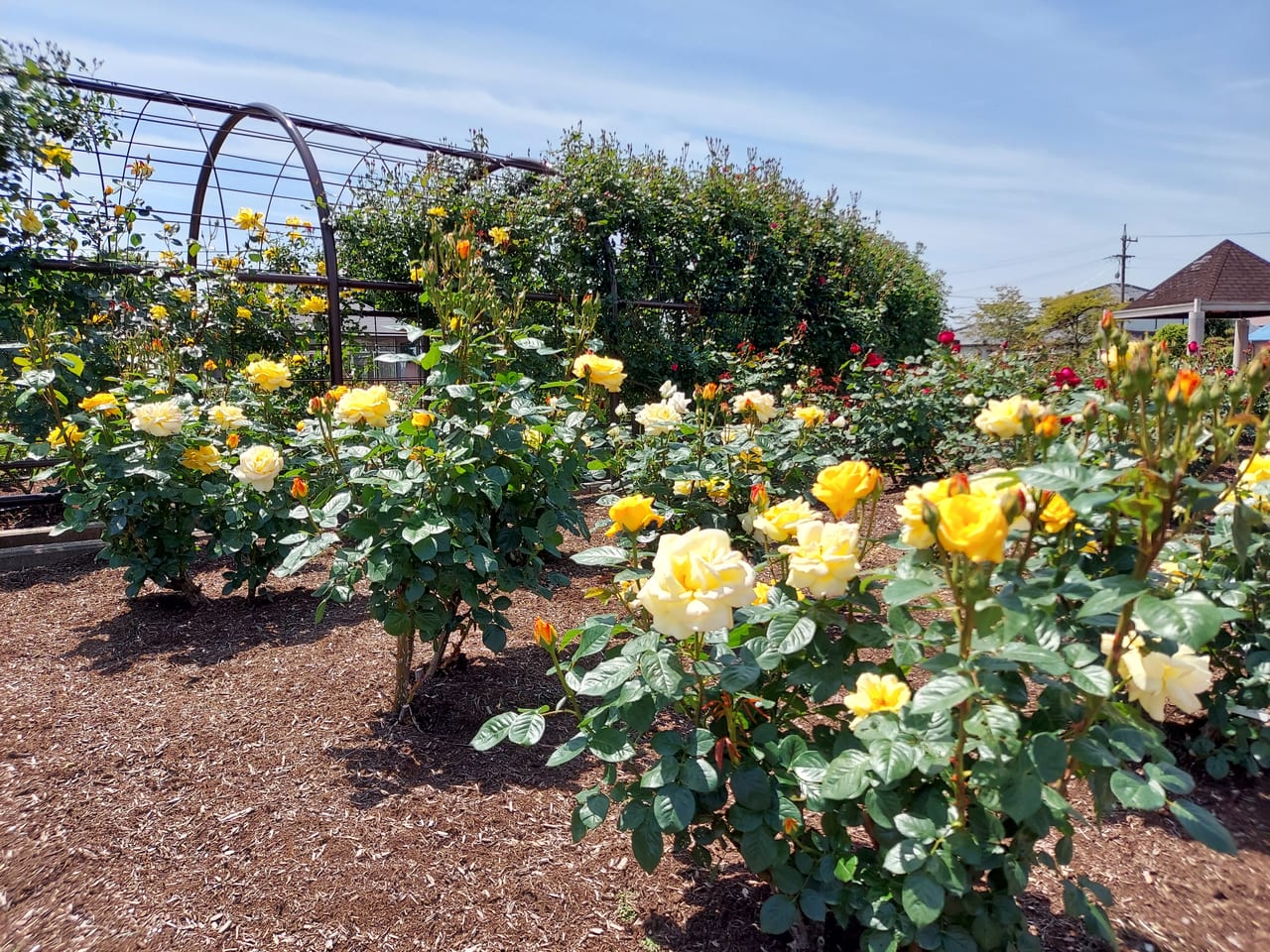 大野町バラ公園