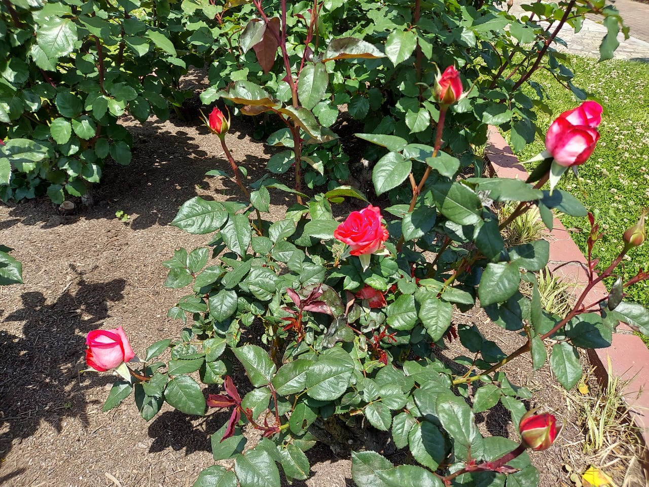 ばら公園いこいの広場バラ