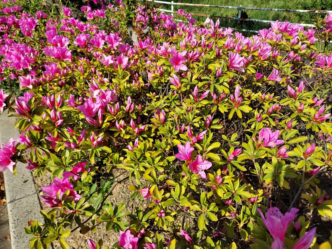 浅中公園