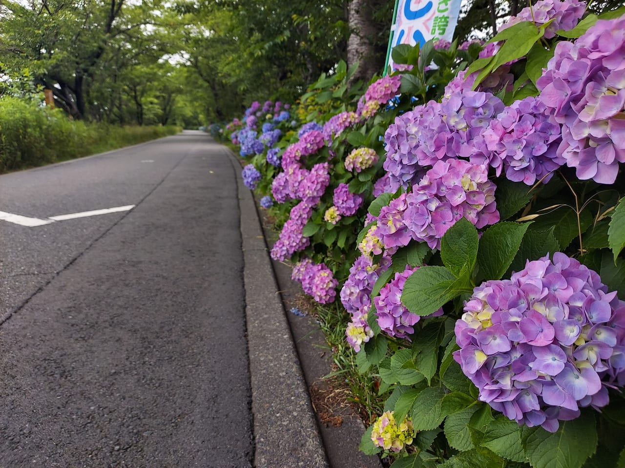 犀川あじさい祭り2023