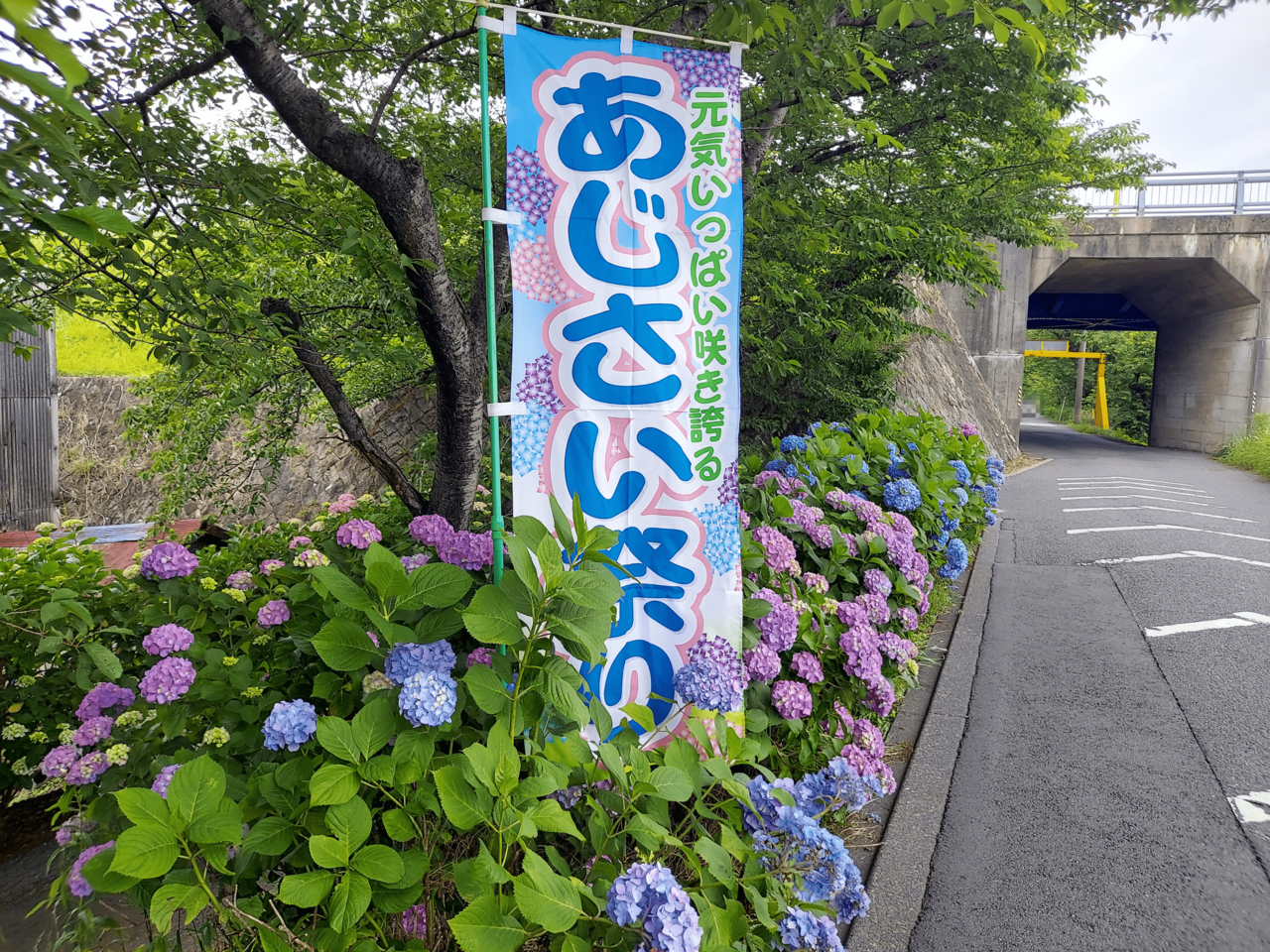 犀川あじさい祭り2023