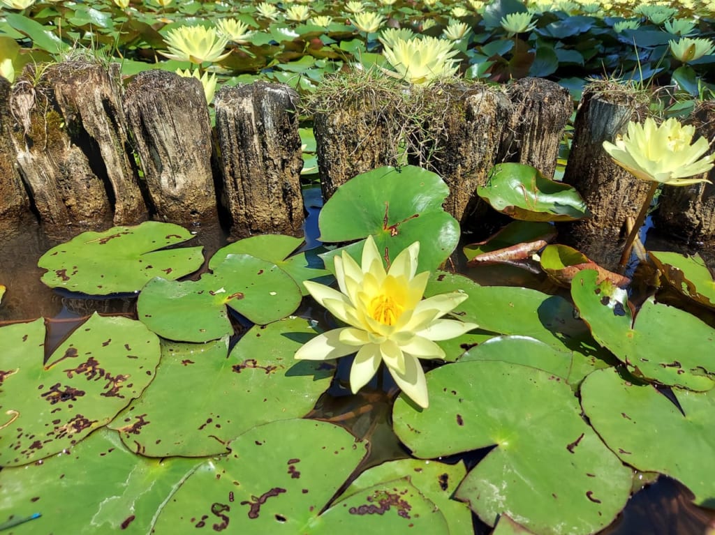 美濃国分寺跡歴史公園