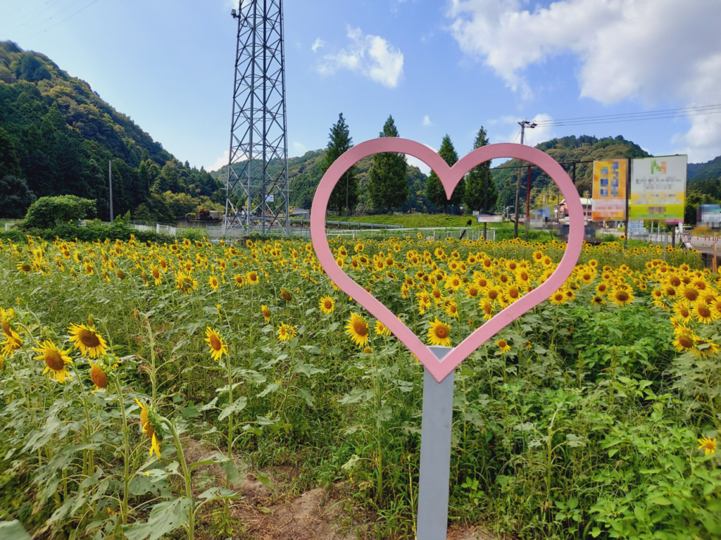 池田町片山北区ひまわり畑