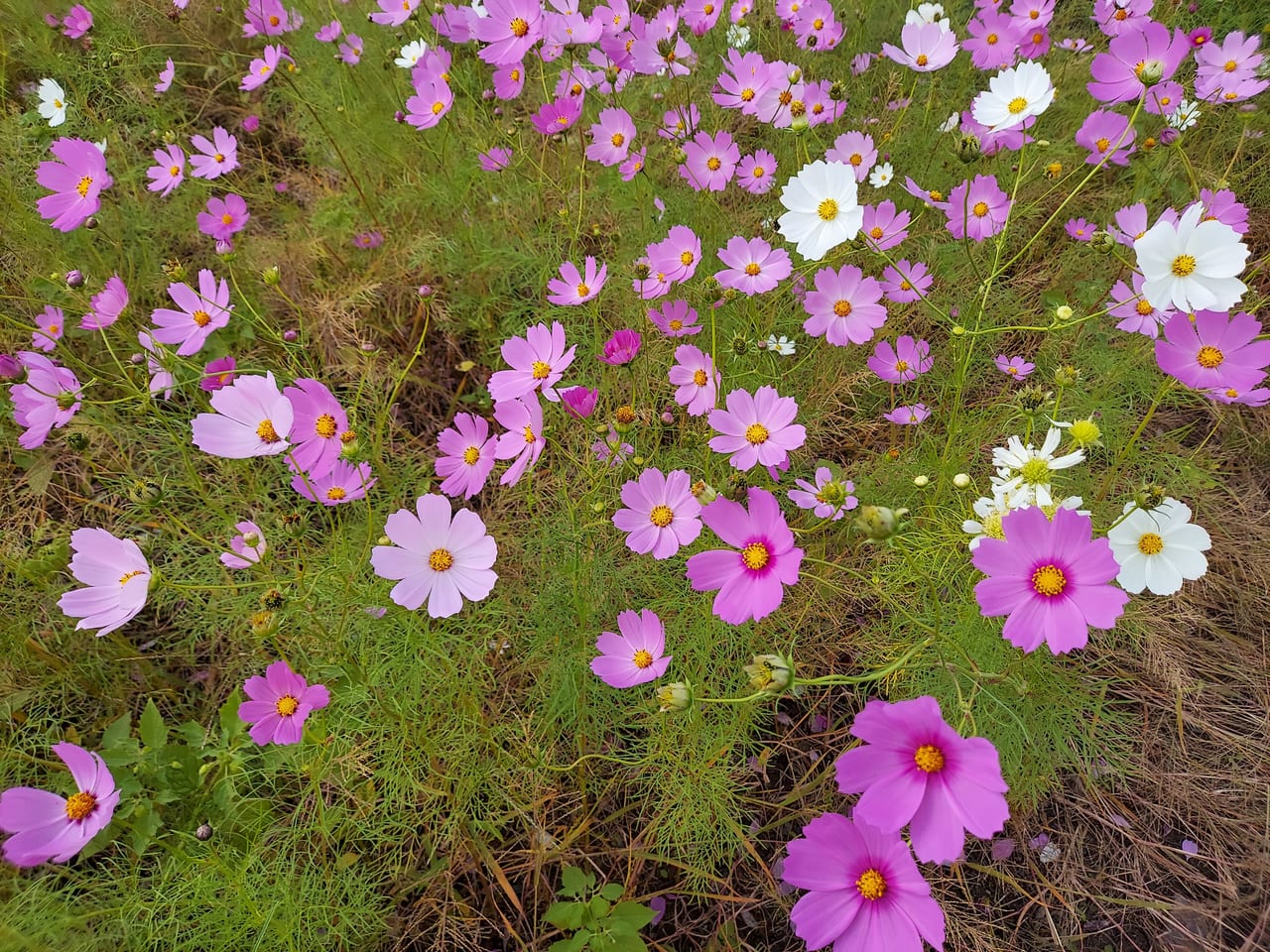 コスモス畑養老