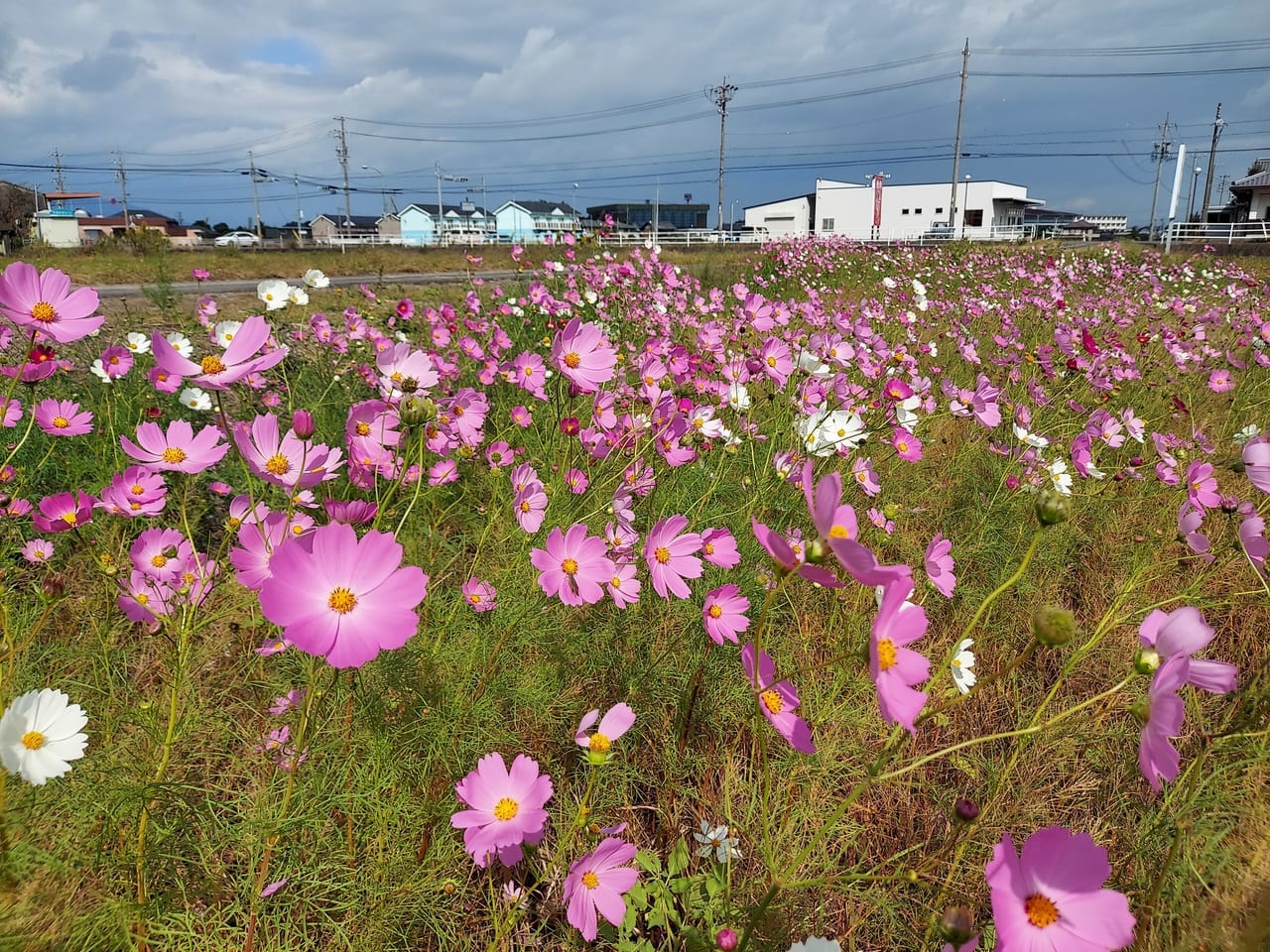 コスモス畑養老