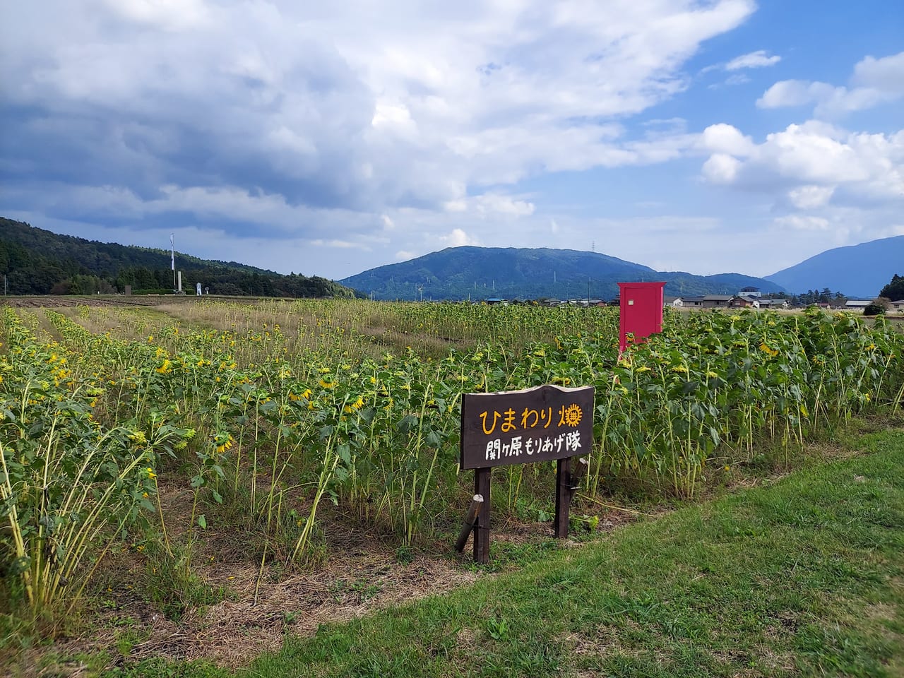 ひまわり畑関ケ原