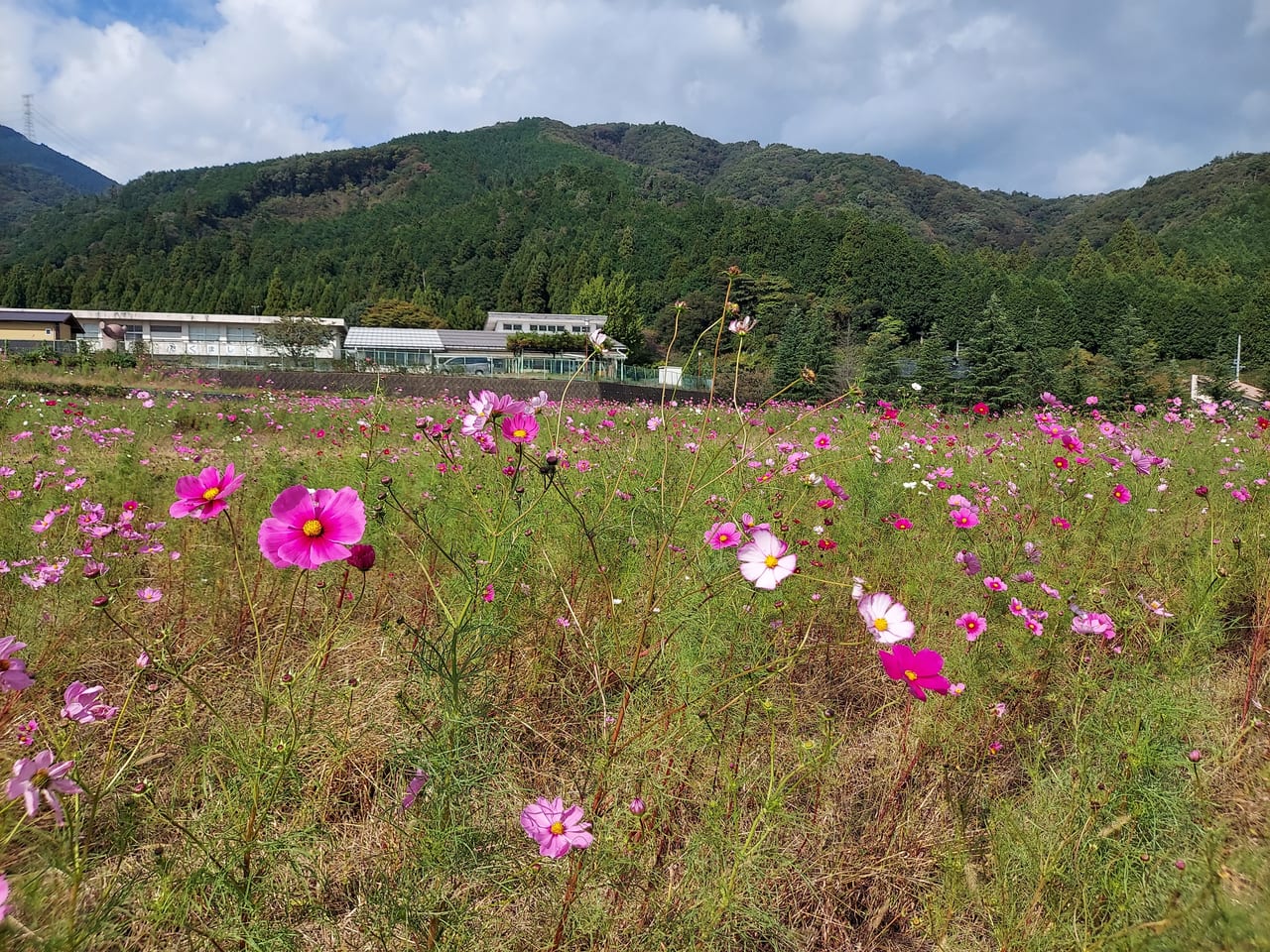 コスモス畑関ケ原