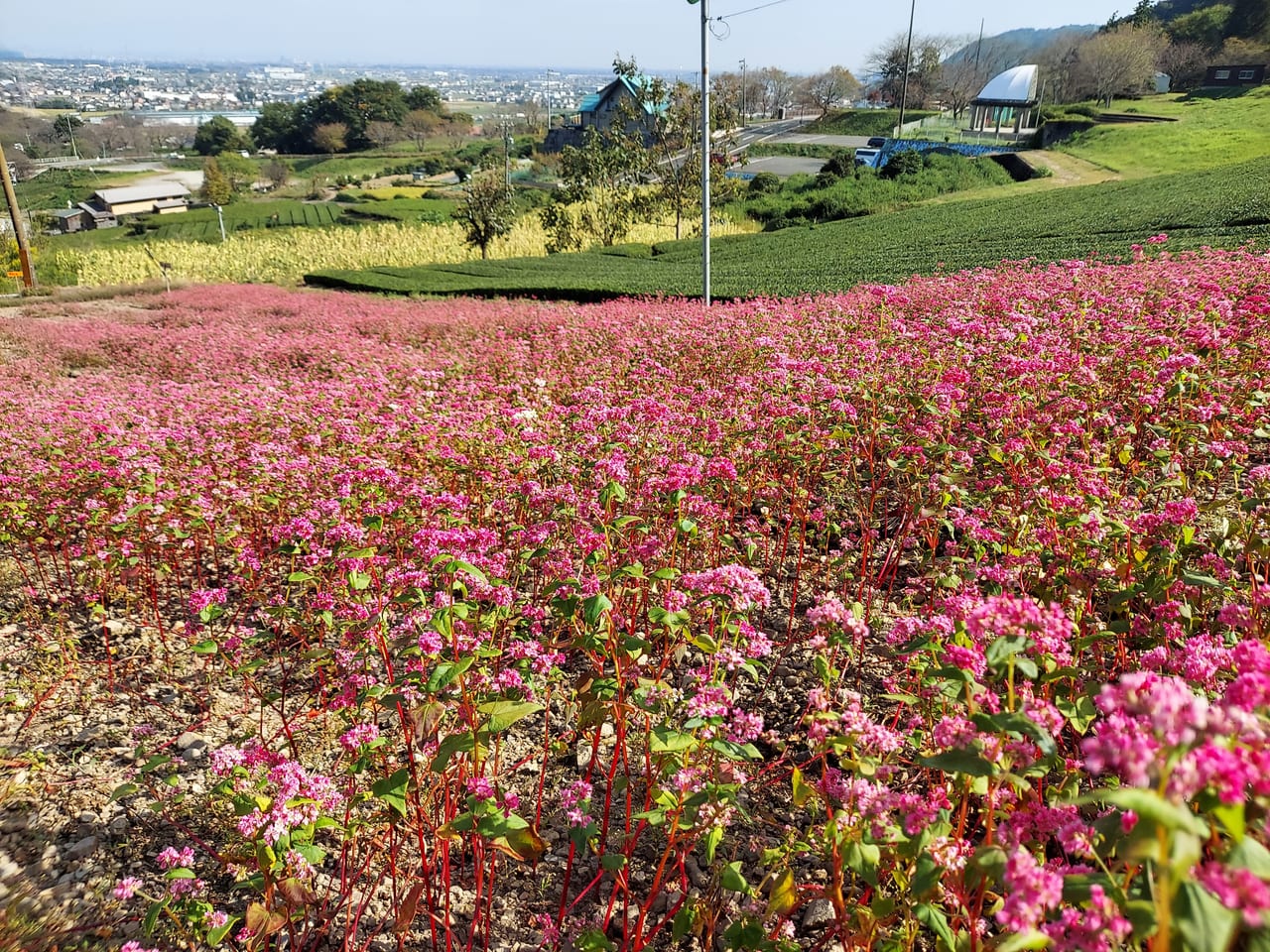 霞間ヶ渓赤そば