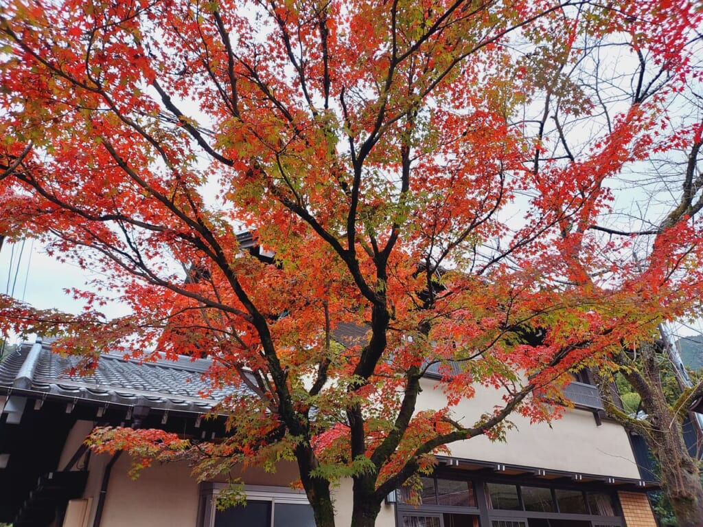 華厳寺参道紅葉