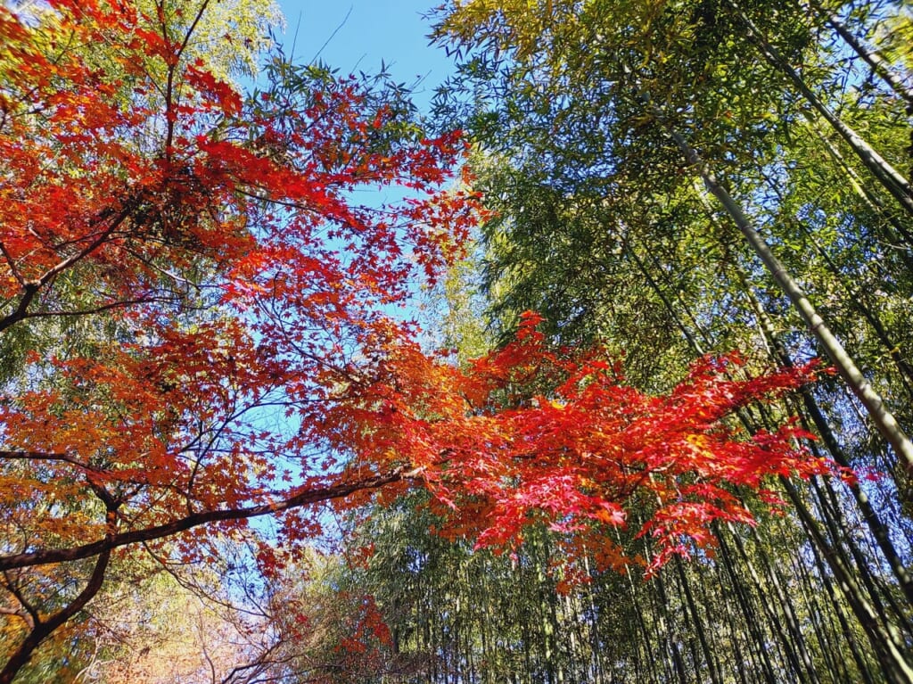 お茶屋屋敷跡