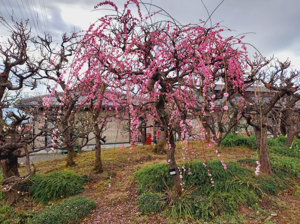安八百梅園