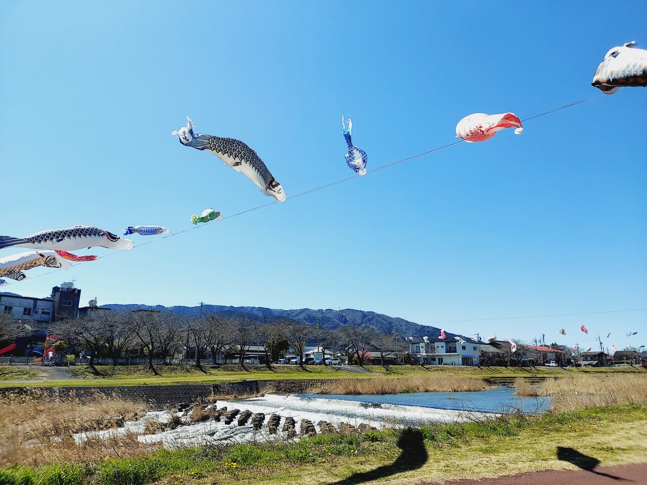 相川水辺公園相川こいのぼり2024