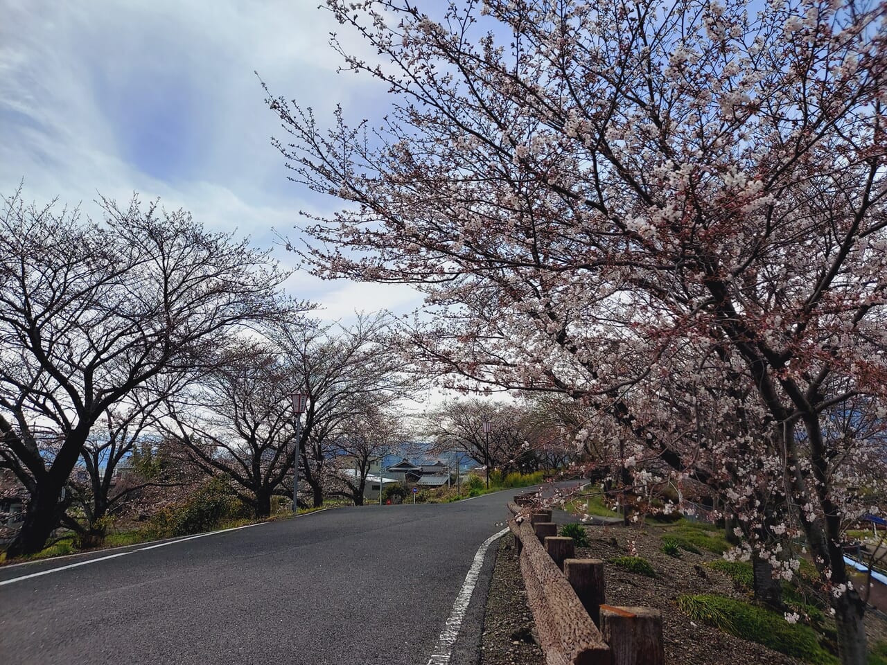 神戸町桜