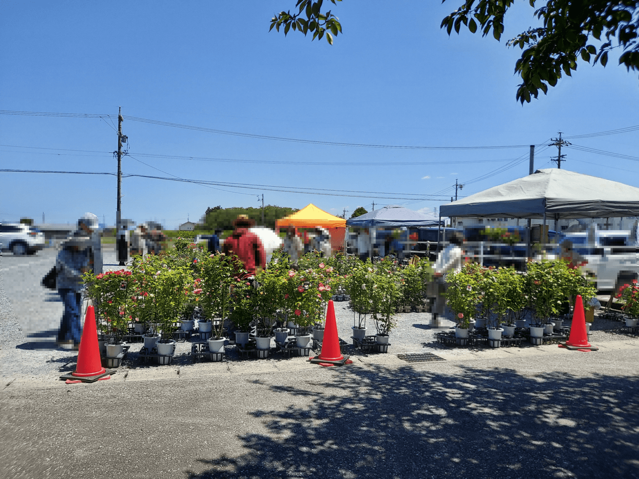 大野町バラ公園