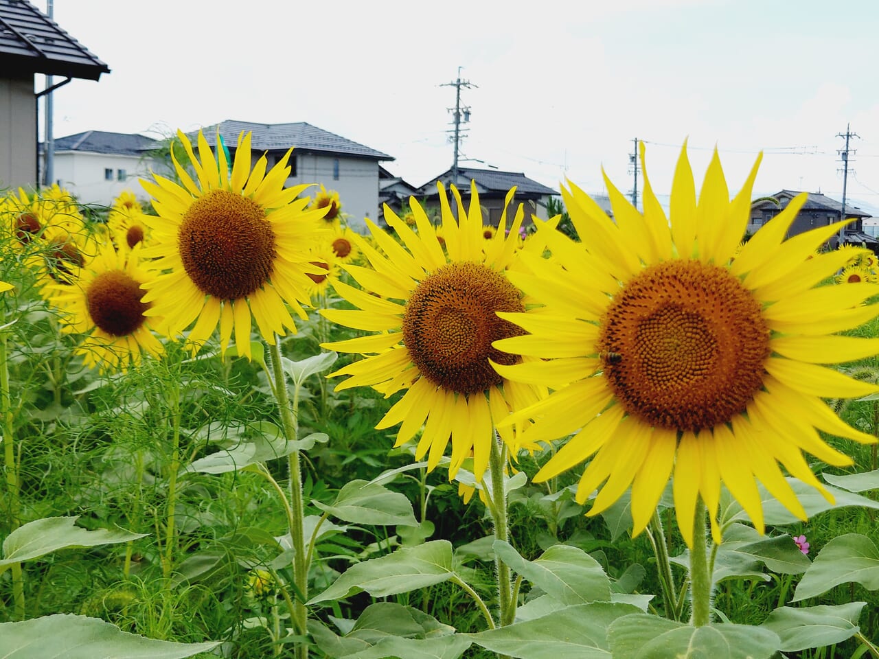 すのまたヒマワリの園