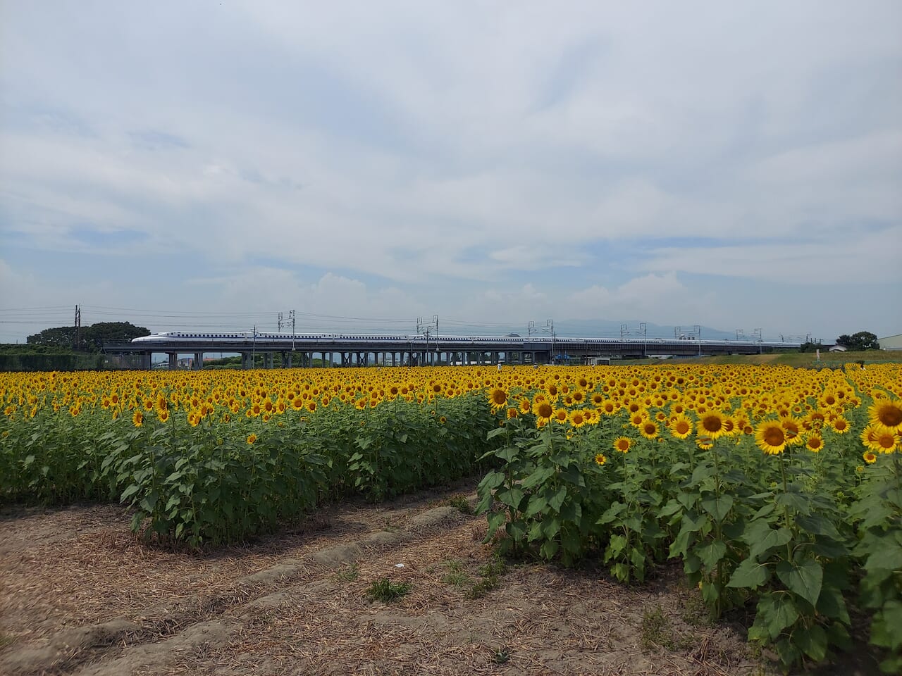 大垣ひまわり畑2024