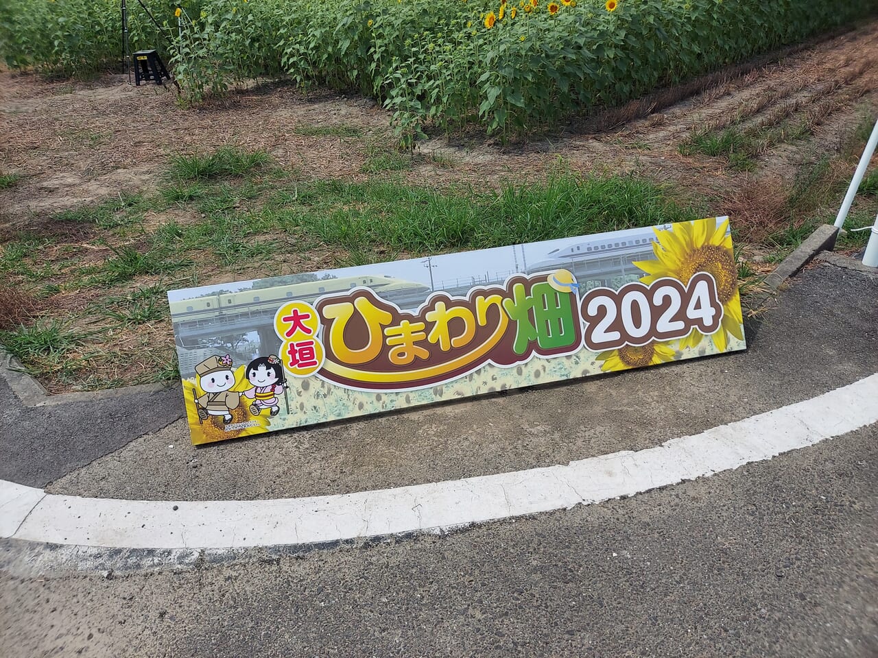 大垣ひまわり畑2024
