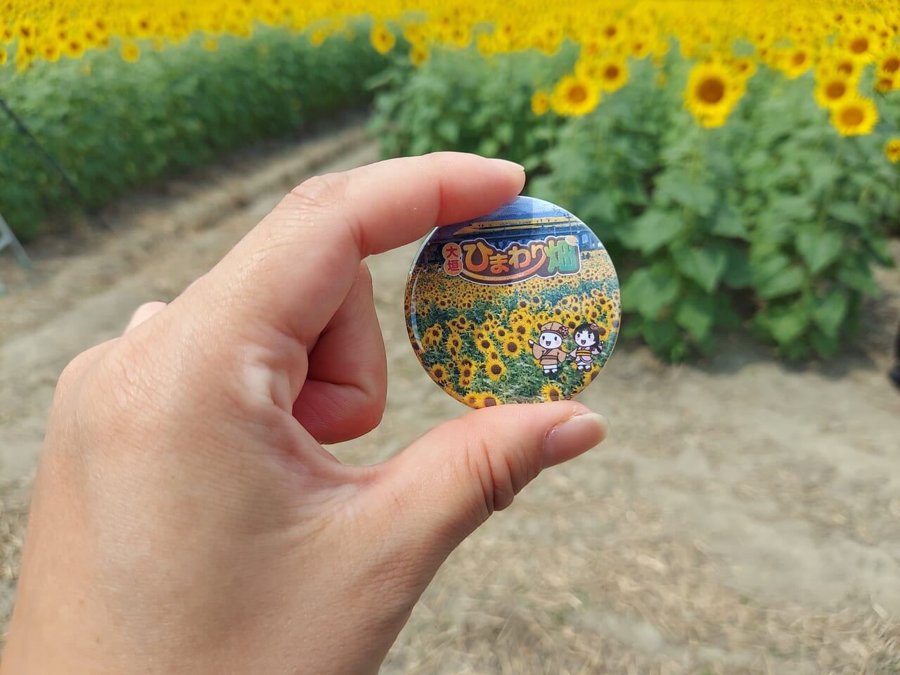 大垣ひまわり畑2024