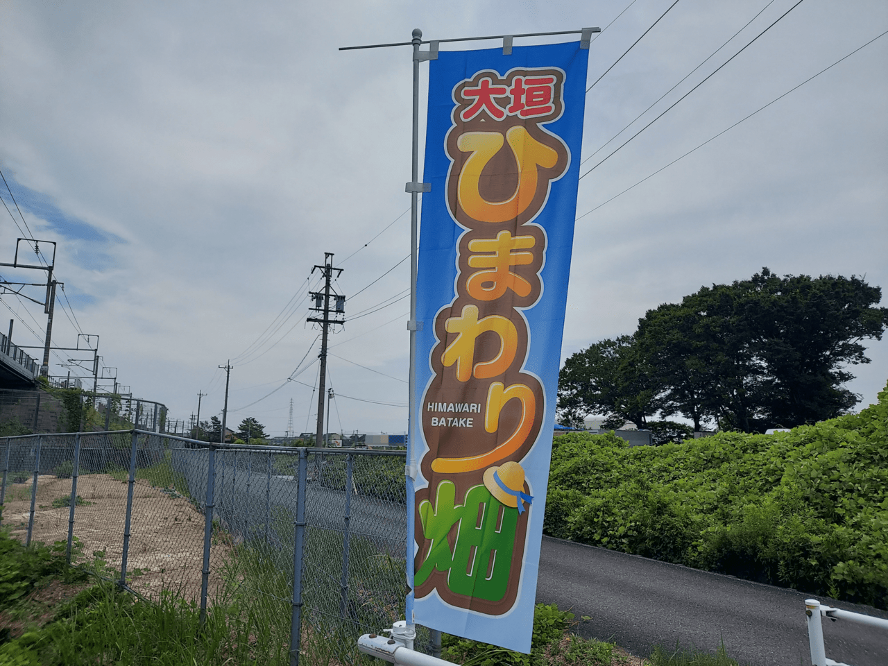 大垣ひまわり畑2024