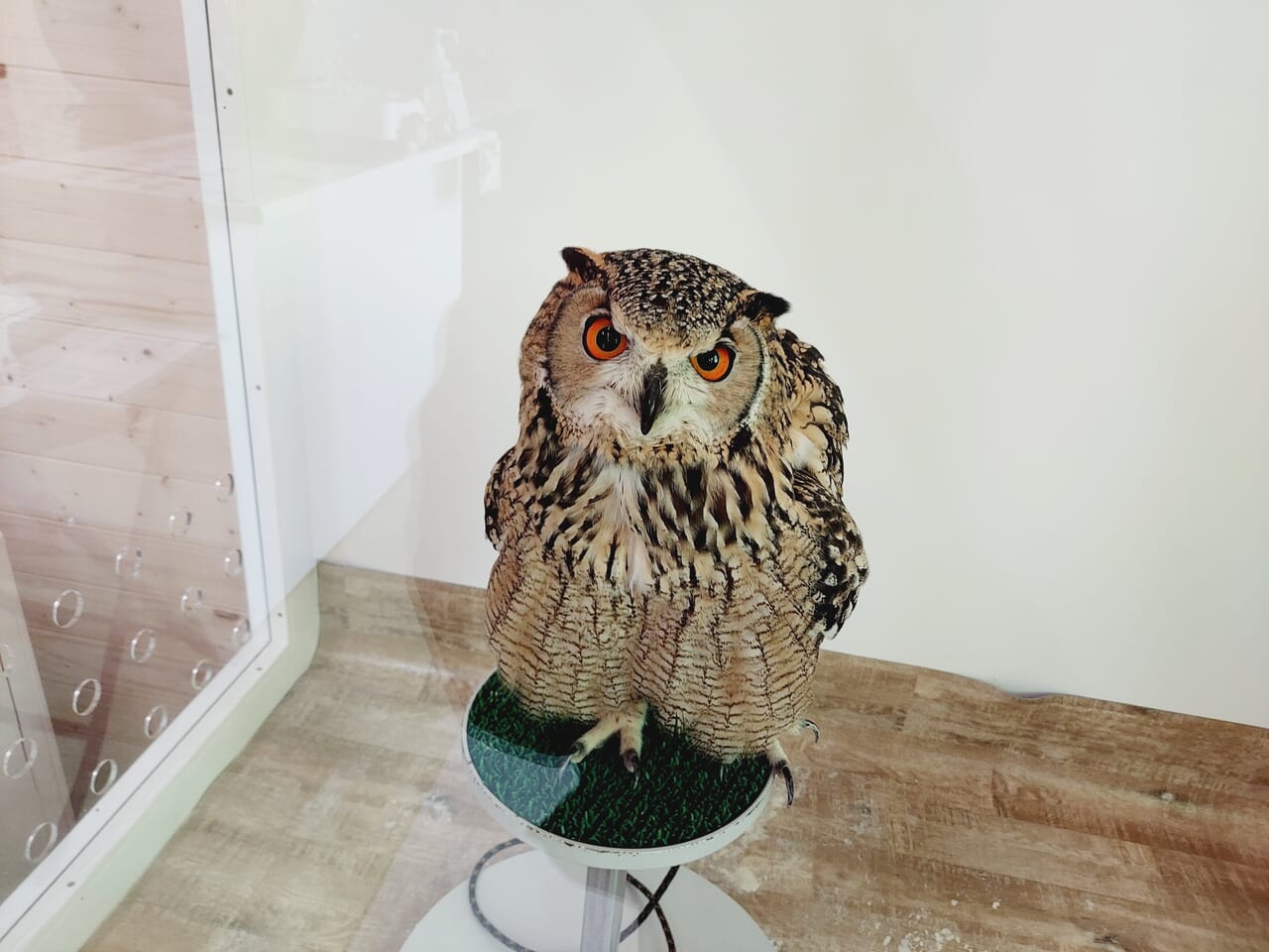 Owlごうど店