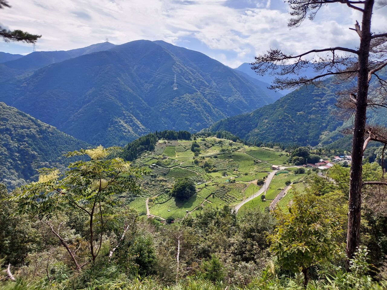 岐阜のマチュピチュ 天空の茶畑