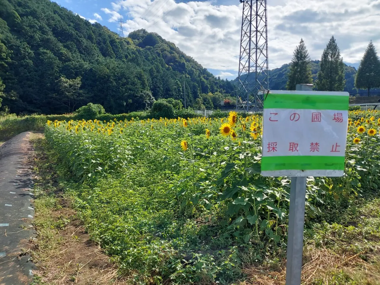 池田町片山北区ひまわり畑