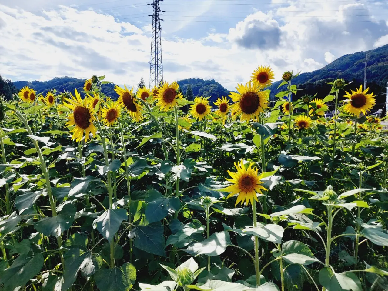 池田町片山北区ひまわり畑