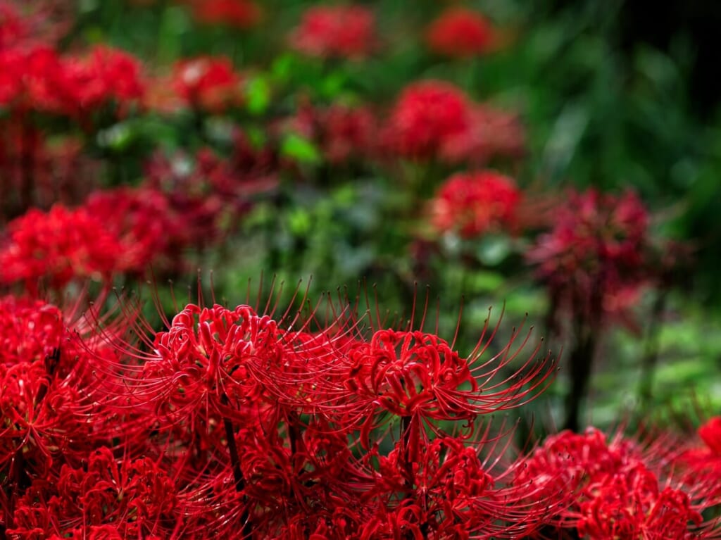 ひがん花