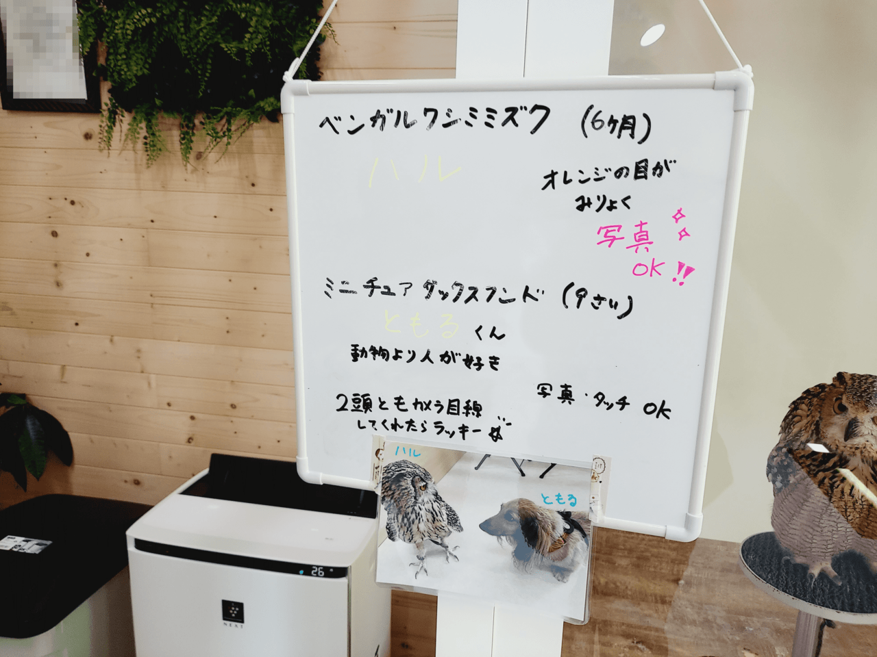 Owlごうど店