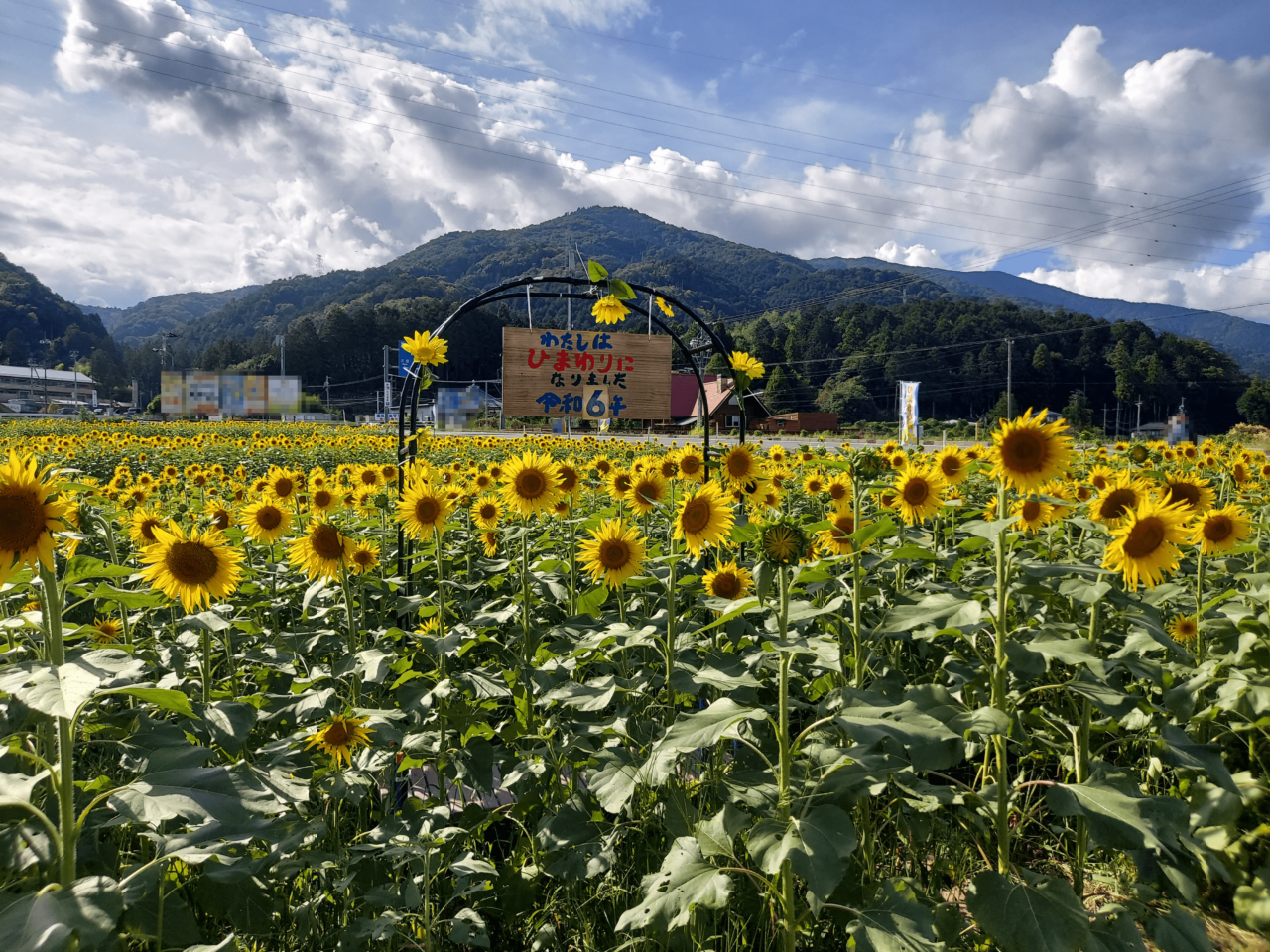 池田町片山北区ひまわり畑