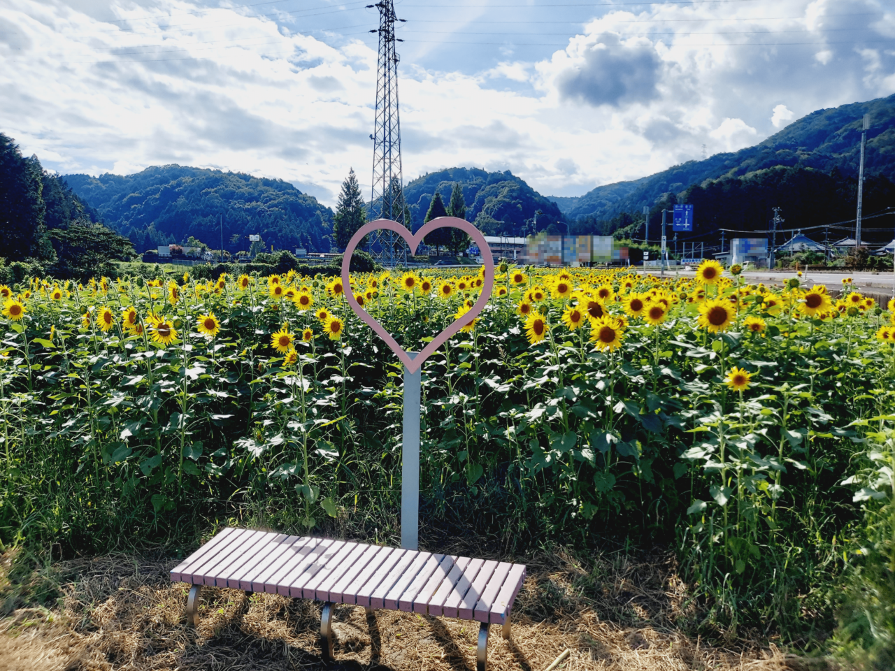 池田町片山北区ひまわり畑