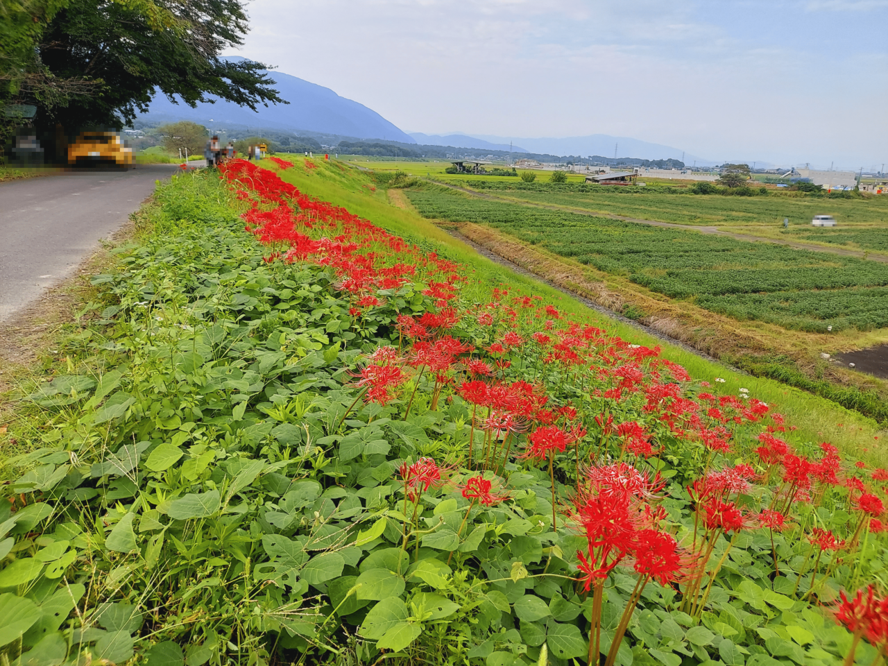 津屋川堤防の彼岸花