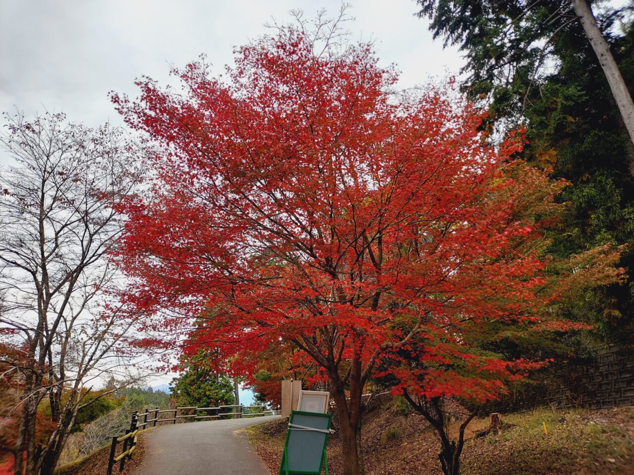 多良峡森林公園