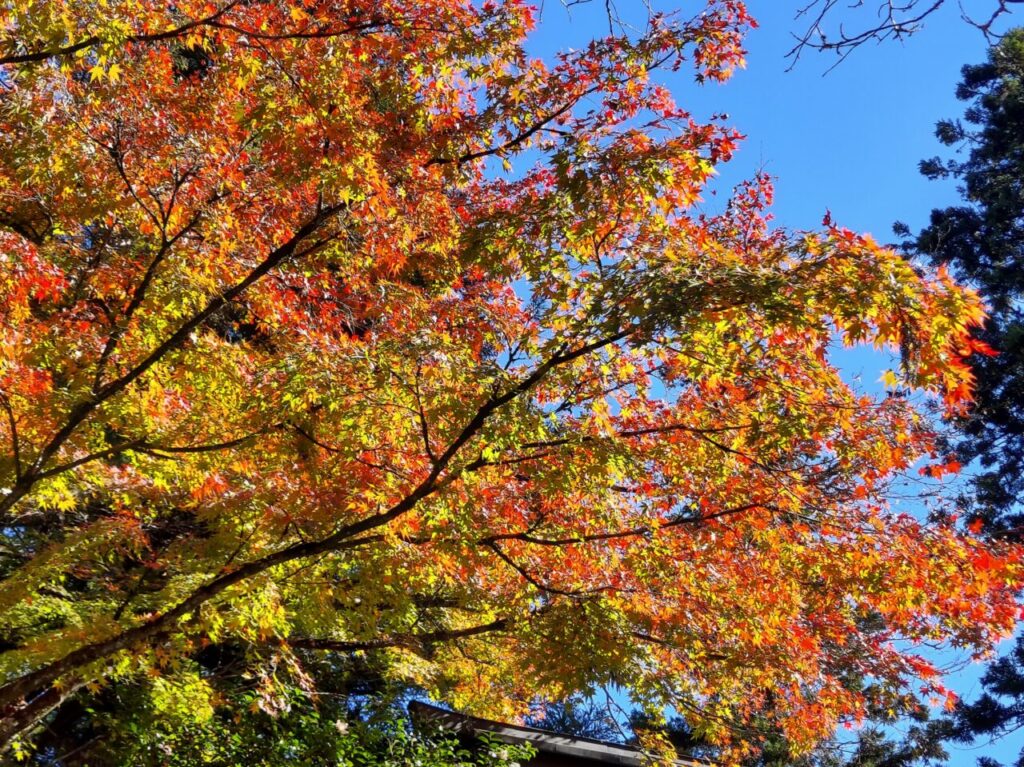 谷汲山華厳寺紅葉