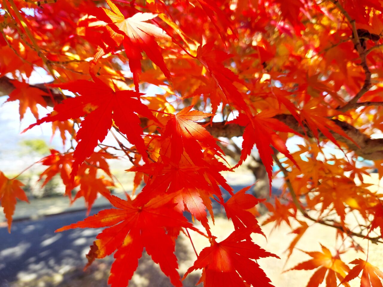 朝倉運動公園