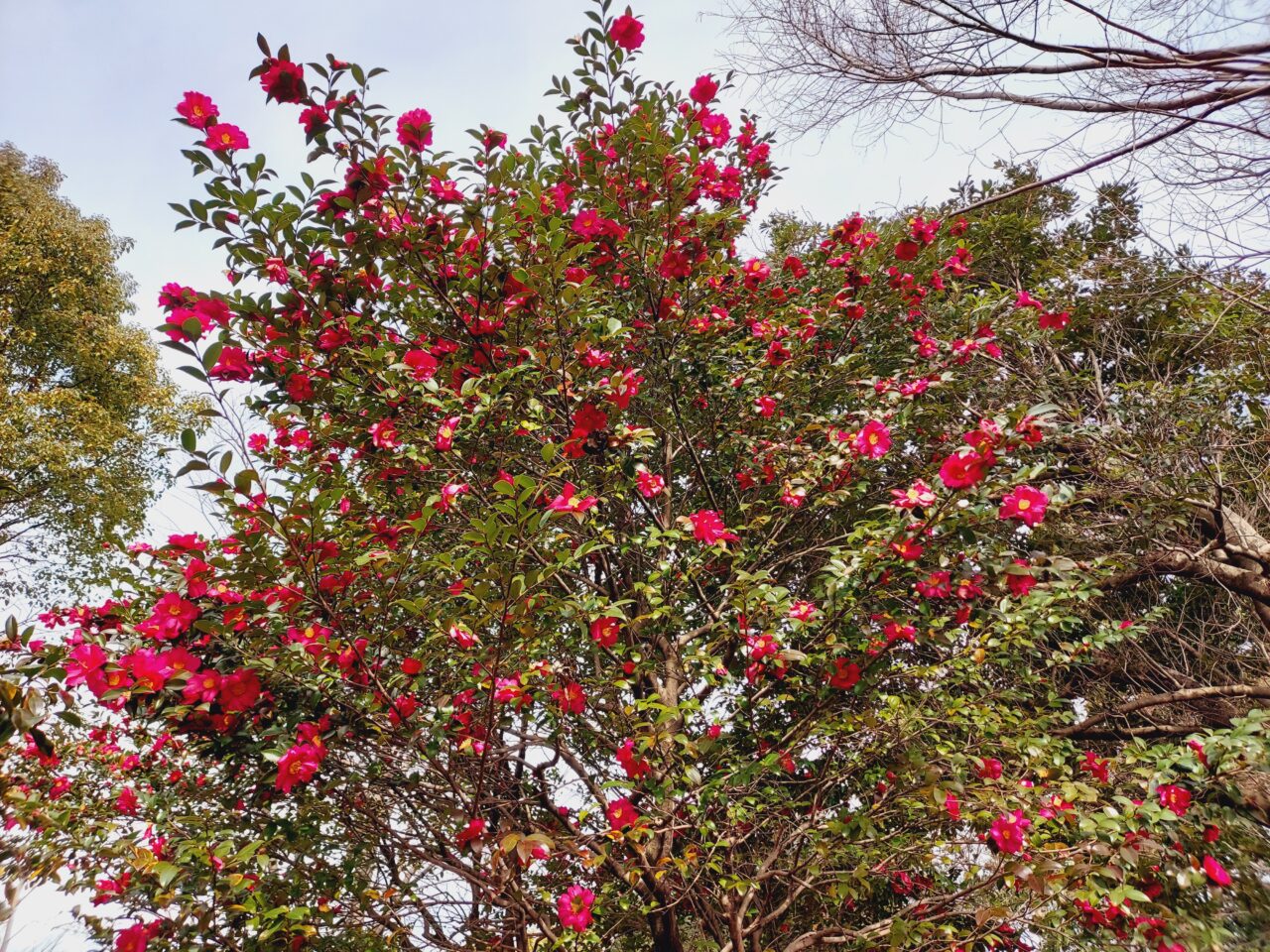 三城公園