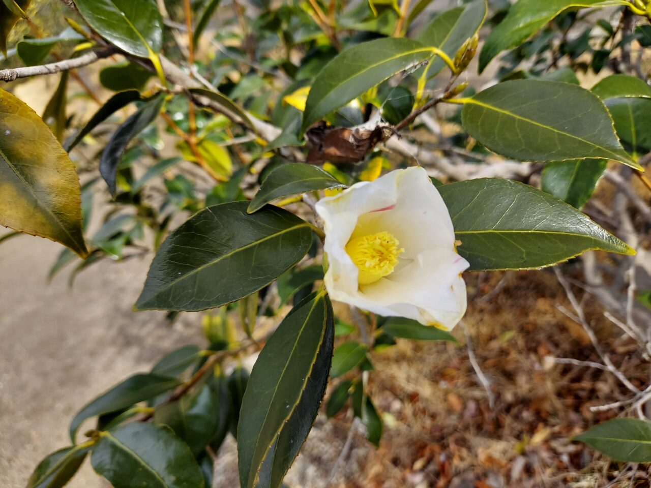 三城公園