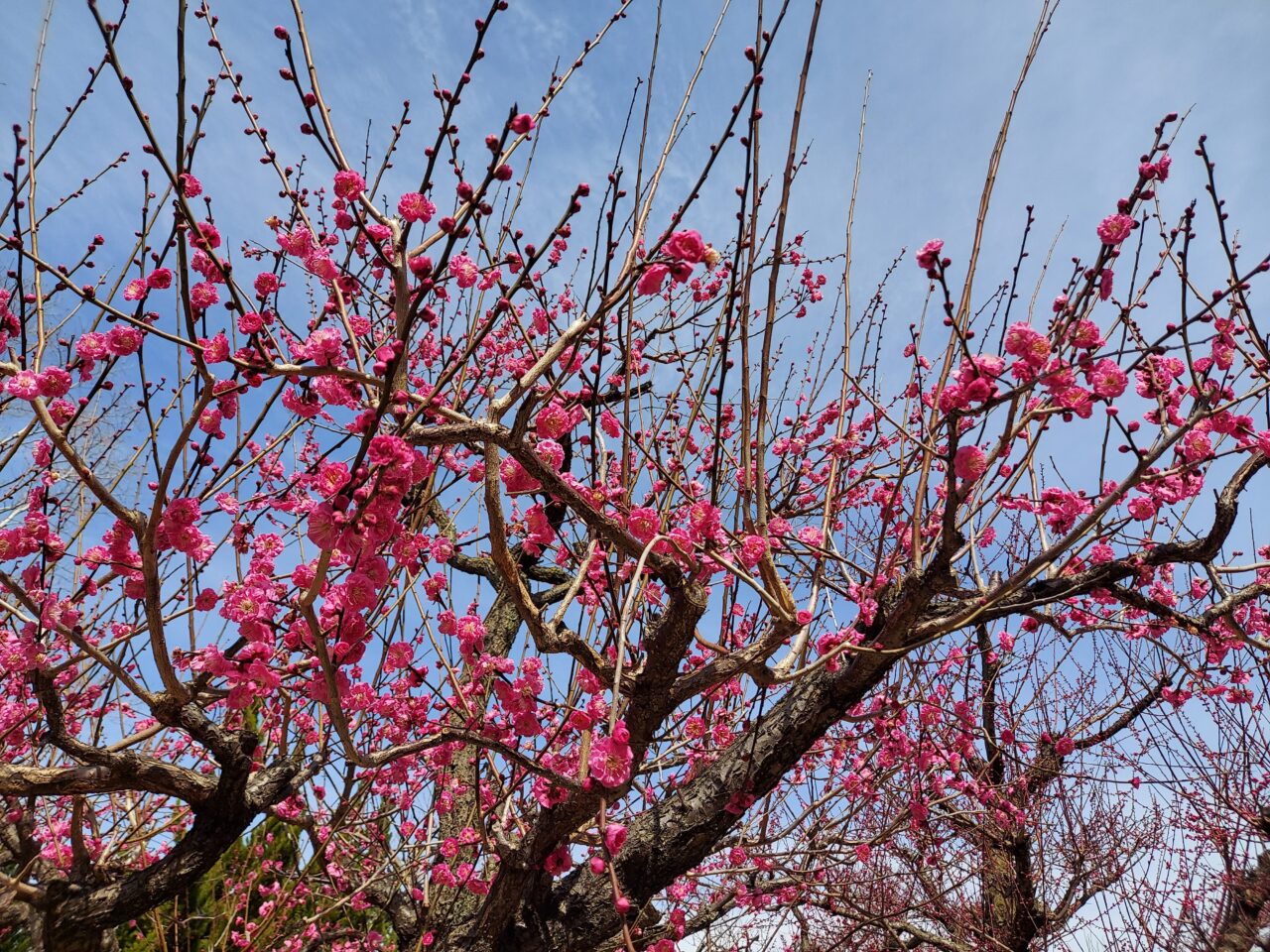 大垣東公園梅