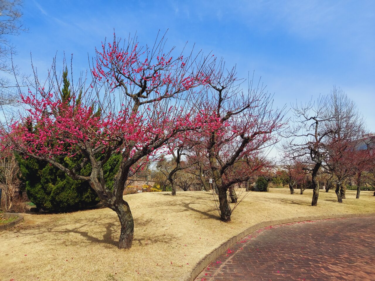 大垣東公園梅