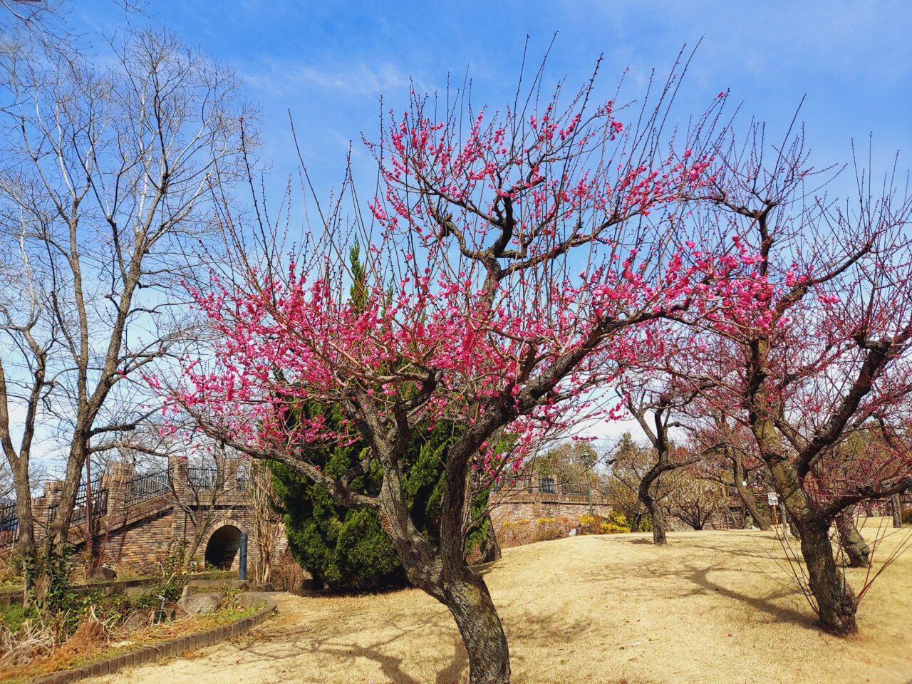 大垣東公園梅