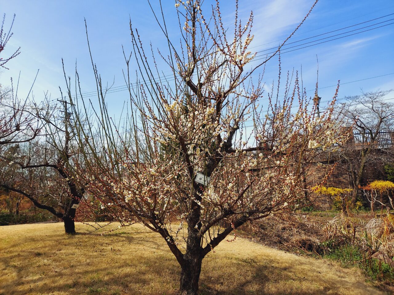 大垣東公園梅