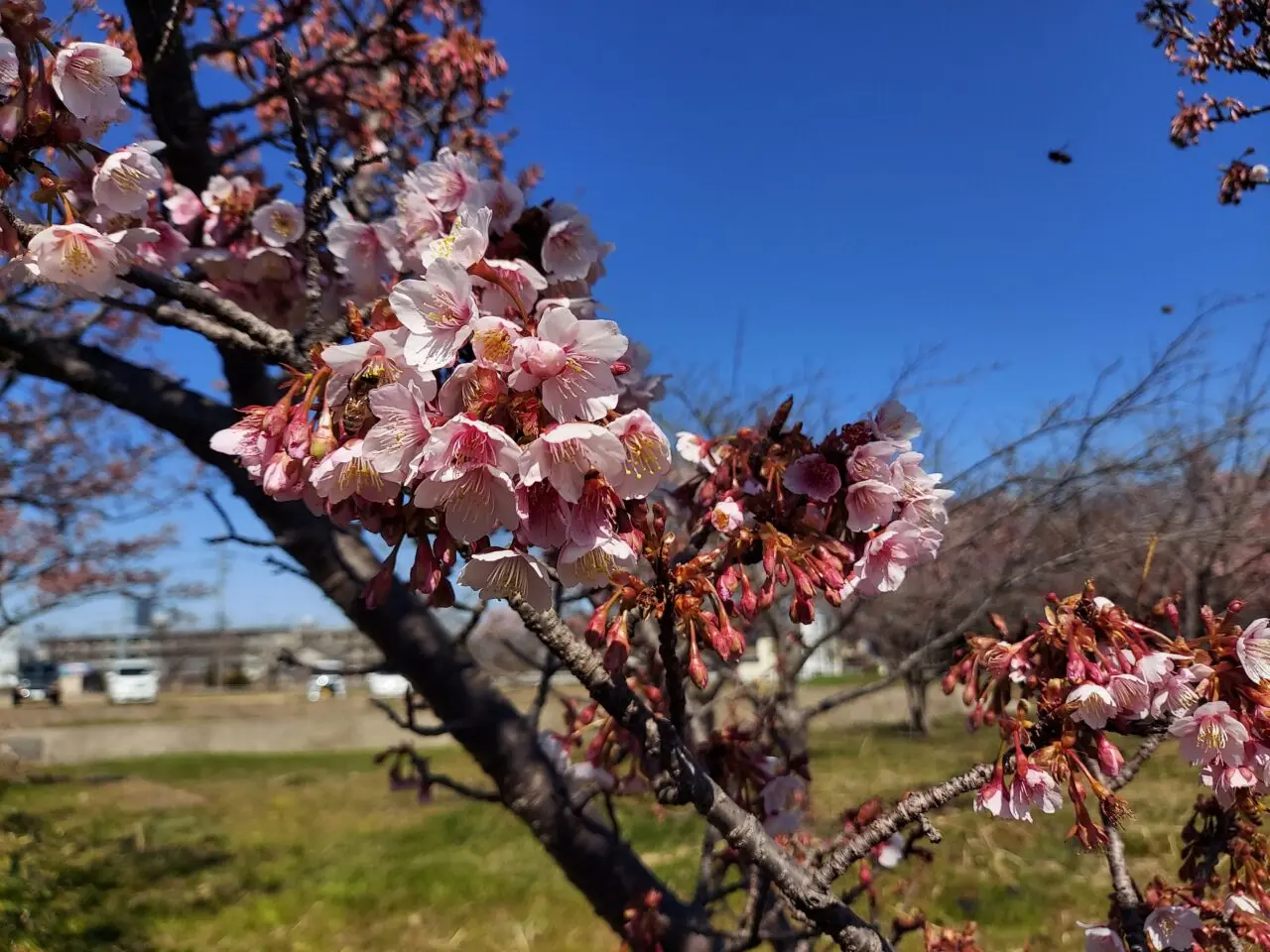 海津河津桜2025