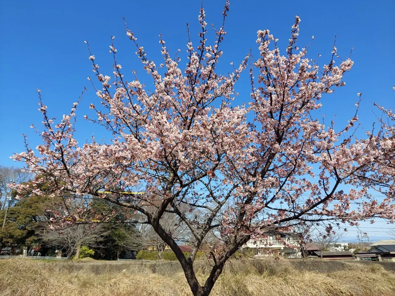 海津河津桜2025