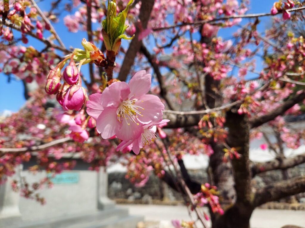 大垣城桜