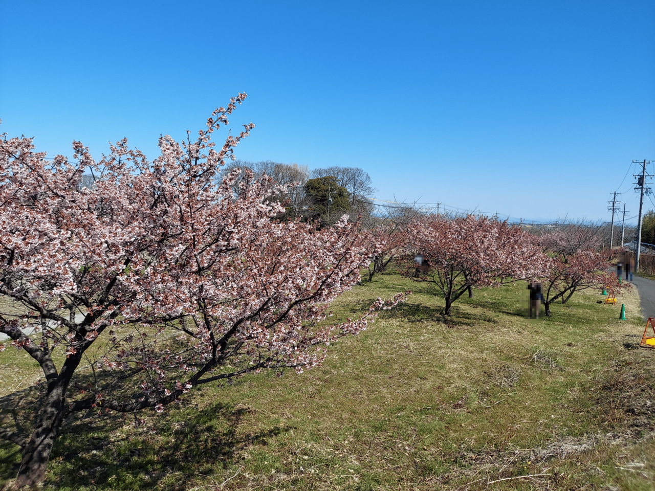 海津河津桜2025