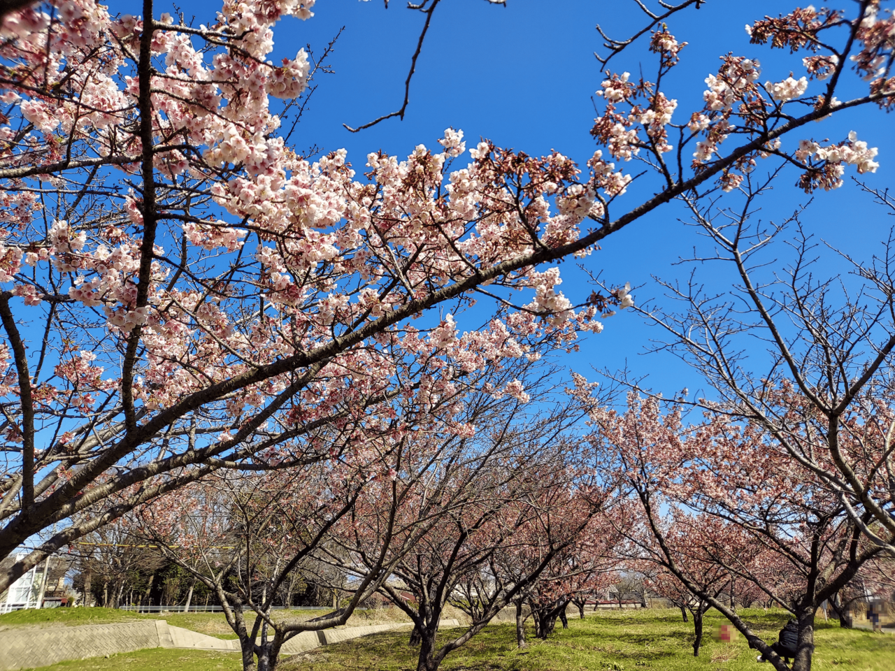 海津河津桜2025